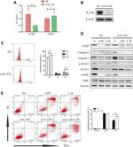 IL21R Antibody in Western Blot (WB)