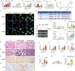 PRDM16 Antibody in Western Blot, Immunohistochemistry (WB, IHC)