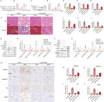 PRDM16 Antibody in Western Blot (WB)