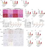 PRDM16 Antibody in Western Blot (WB)