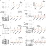 PRDM16 Antibody in Western Blot (WB)