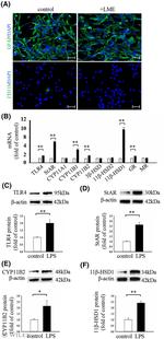 HSD11B1 Antibody in Western Blot (WB)