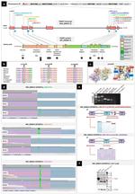 PSMF1 Antibody in Western Blot (WB)