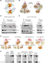 YPEL5 Antibody in Western Blot (WB)