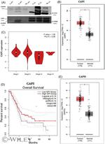G6PD Antibody in Western Blot (WB)