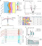 NRF1 Antibody in ChIP Assay (ChIP)