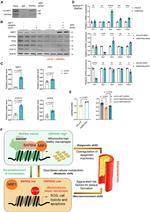NRF1 Antibody in Western Blot (WB)