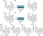 Nrf2 Antibody in Western Blot (WB)