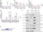 Nrf2 Antibody in Western Blot (WB)