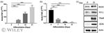 SLC20A1 Antibody in Western Blot (WB)
