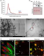 SLC20A1 Antibody in Western Blot (WB)