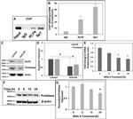 SP1 Antibody in ChIP Assay (ChIP)