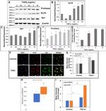 SP1 Antibody in Western Blot (WB)