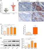 ERG Antibody in Western Blot (WB)
