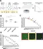 Influenza A H1N1 HA Antibody in Western Blot (WB)
