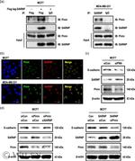 PNN Antibody in Western Blot (WB)