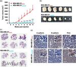PNN Antibody in Immunohistochemistry (IHC)