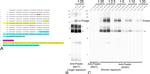 SLC26A5 Antibody in Western Blot (WB)