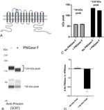 SLC26A5 Antibody in Western Blot (WB)