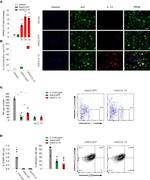 IL-15 Antibody in Immunocytochemistry (ICC/IF)