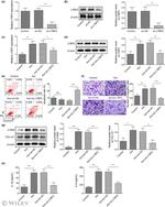 LTBP2 Antibody in Western Blot (WB)