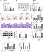 LTBP2 Antibody in Western Blot (WB)