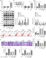 LTBP2 Antibody in Western Blot (WB)