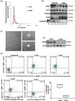 TSG101 Antibody in Western Blot (WB)