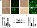 ZNF862 Antibody in Western Blot (WB)