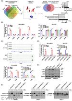 EPRS Antibody in Western Blot (WB)