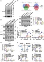 EPRS Antibody in Western Blot (WB)