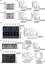 EPRS Antibody in Western Blot (WB)