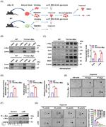 EPRS Antibody in Western Blot (WB)