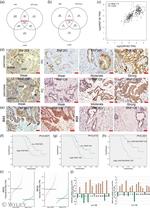 ZNF263 Antibody in Immunohistochemistry (IHC)