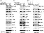 ZNF263 Antibody in Western Blot (WB)