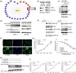 ZNF263 Antibody in Western Blot (WB)