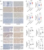 EXO1 Antibody in Immunohistochemistry (IHC)