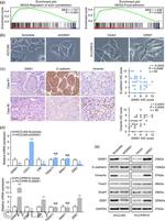 GINS1 Antibody in Western Blot (WB)