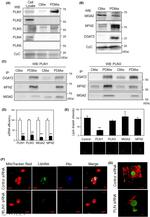 PLIN4 Antibody in Western Blot (WB)