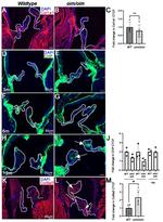 COL6A5 Antibody in Immunohistochemistry (IHC)