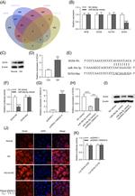 SOX4 Antibody in Western Blot (WB)
