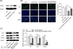 SOX4 Antibody in Western Blot (WB)