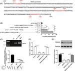 C/EBP alpha Antibody in ChIP Assay (ChIP)