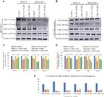 Phospho-PKC zeta (Thr410) Antibody in Western Blot (WB)