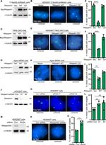 RNAse H2A Antibody in Western Blot (WB)