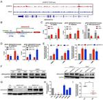 EHMT2 Antibody in ChIP Assay (ChIP)