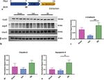 Aquaporin 4 Antibody in Western Blot (WB)