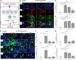 NLRP3 Antibody in Immunocytochemistry (ICC/IF)