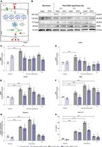 NLRP3 Antibody in Western Blot (WB)