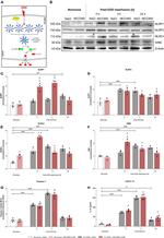 NLRP3 Antibody in Western Blot (WB)
